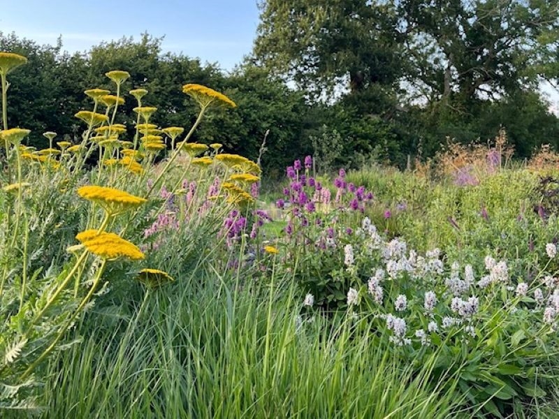 The Blooming Wild Plant Nursery